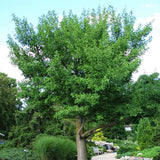 Princeton Sentry Ginkgo