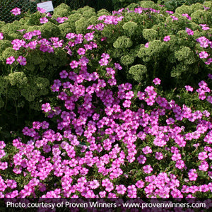 Supertunia&reg; Raspberry Blast&reg; Petunia