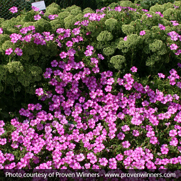 Supertunia&reg; Raspberry Blast&reg; Petunia