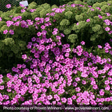 Supertunia&reg; Raspberry Blast&reg; Petunia