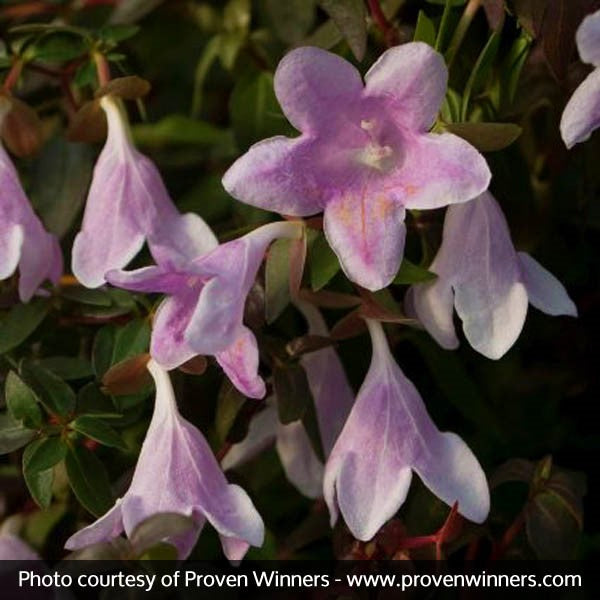 Pinky Bells&reg; Abelia