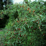 Goji Berry Plant