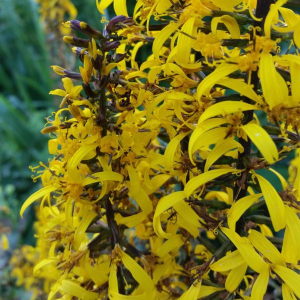 Brit Marie Ligularia