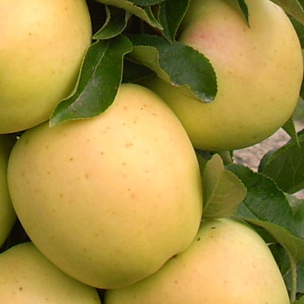 Blushing Delight&trade; & Golden Treat&trade; Columnar Urban&reg; Apple Trees Combo