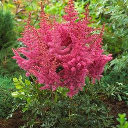 Astilbe Rise and Shine