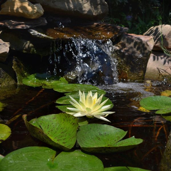 Texas Dawn Water Lily