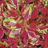 Coleus Pink Chaos