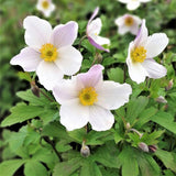 Wild Swan Anemone