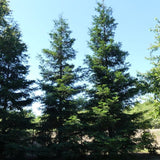 Aptos Blue Coast Redwood