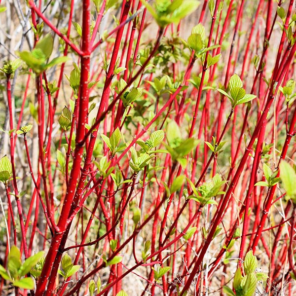 Siberian Dogwood