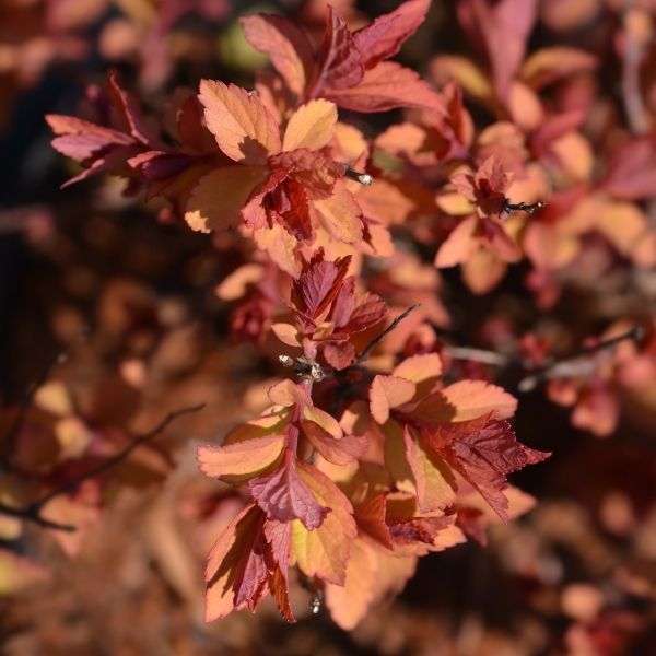 Firelight Spiraea