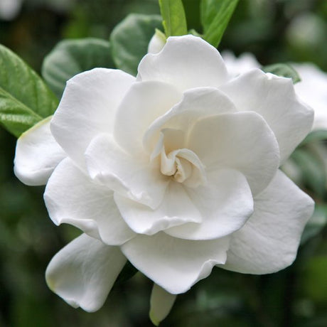 Aimee Gardenia Tree Form