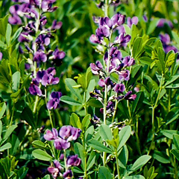 Spring Rain Garden Pocket Garden