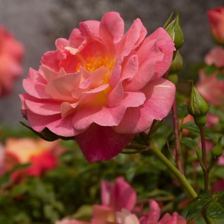 Oso Easy&reg; Strawberry Crush Shrub Rose