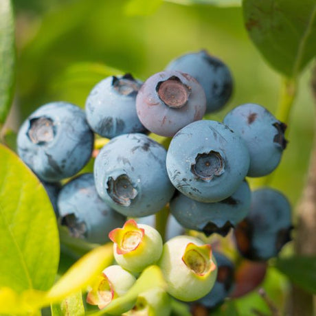 Becky Blue Blueberry Bush