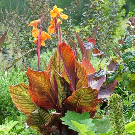 Tropicanna&reg; Canna