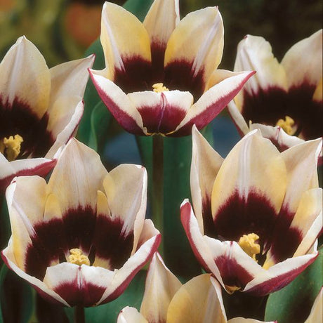 Chansonnett Tulip