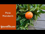 Pixie Mandarin Tree