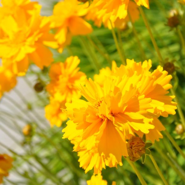 Coreopsis Sunray