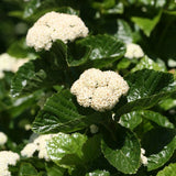 All That Glitters&reg; Arrowwood Viburnum