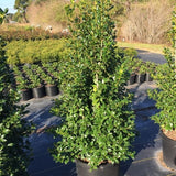 Acadiana&trade; Red Holly