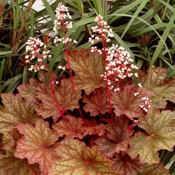 Rio Coral Bells