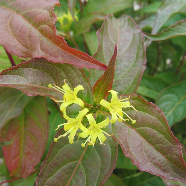 Dwarf Bush Honeysuckle