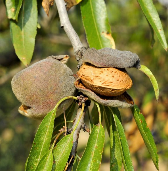 All-in-One Almond