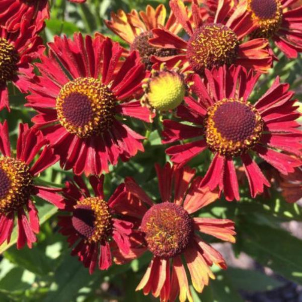 Mariachi™ Siesta Sneezeweed