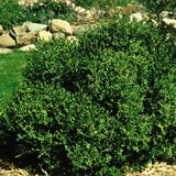 Wintergreen Boxwood