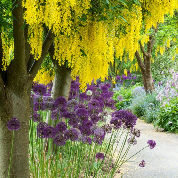 Purple Rain Allium