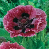 Manhattan Oriental Poppy