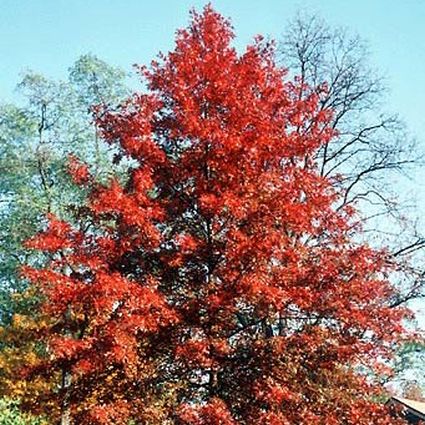 Pin Oak Tree