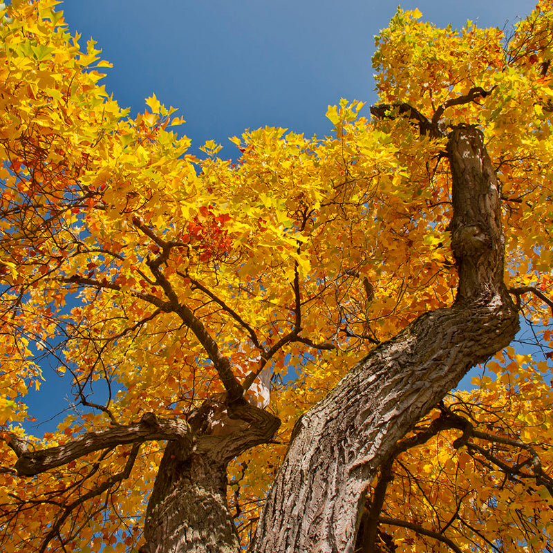 Tulip Poplar