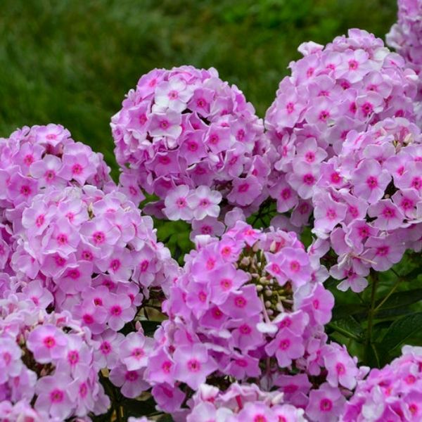 Luminary&reg; Opalescence Tall Garden Phlox