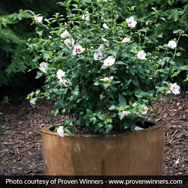 Proven Winners&reg; ColorChoice&reg; Lil' Kim&reg; Rose of Sharon