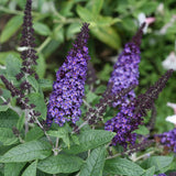 Pugster Blue&reg; Butterfly Bush