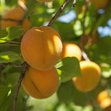 Chinese Apricot Tree