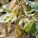 Flamingo Boxelder Maple