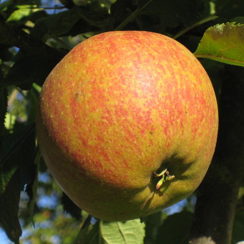 Cox Orange Pippin Apple Tree