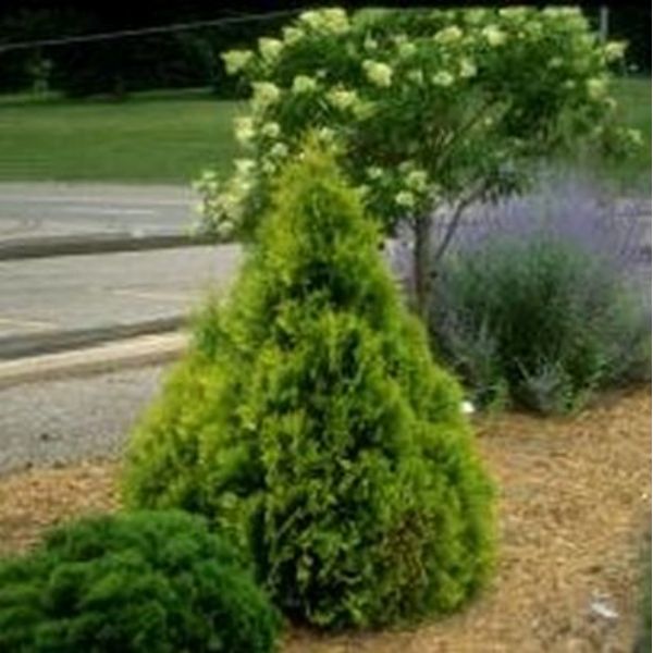 Sunkist Arborvitae