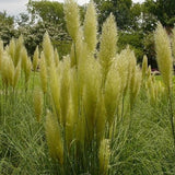 Pumila Dwarf Pampas Grass