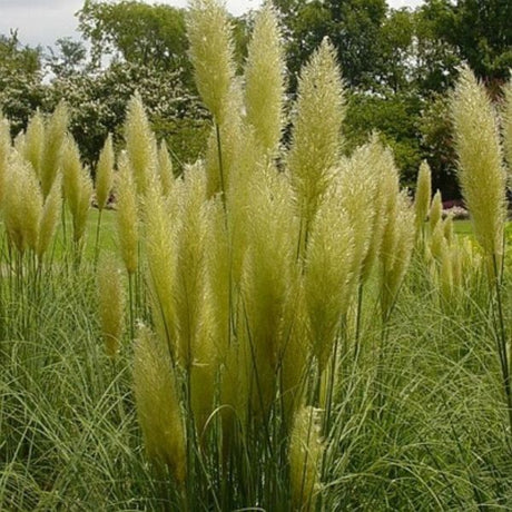 Pumila Dwarf Pampas Grass