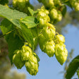 Bitter Gold Hop