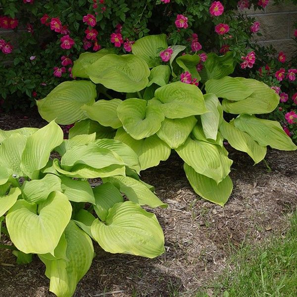 Sum and Substance Hosta