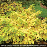 Arctic Sun&reg; Dogwood