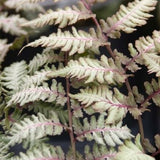 Japanese Painted Fern