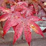 Dwarf Japanese Maple