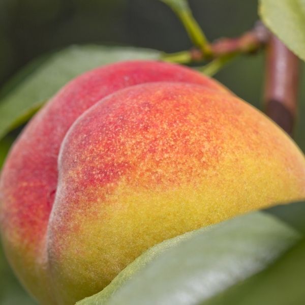 Sentinel Peach Tree