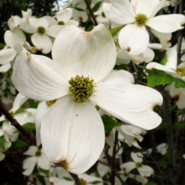 Cherokee Princess Dogwood